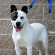 Dog On A Leash 23379631441 O