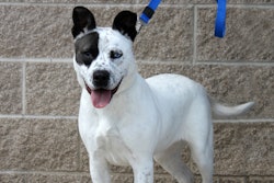 Dog On A Leash 23379631441 O