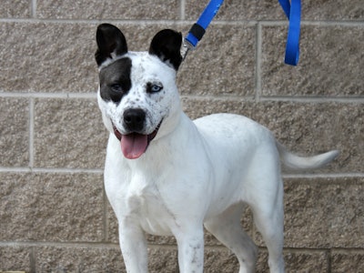 Dog On A Leash 23379631441 O