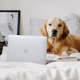 Pet owner spending has broadened across physical and digital retail channels among all types of pet products and services.