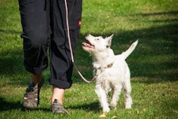 Dog Walking On Leash Susanne906 Pixabay