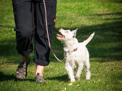 Dog Walking On Leash Susanne906 Pixabay