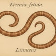 Drawing By Linneus Describing The Tiger Worm