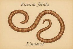 Drawing By Linneus Describing The Tiger Worm
