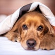 English Cocker Spaniel Alkhaine Pixabay com