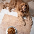 Private label pet food is seeing growth that is outpacing name brands.