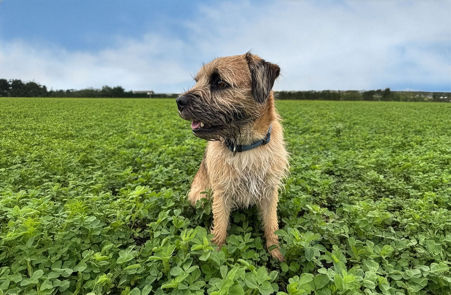 The company's new Alfalfa Protein Concentrate (APC) was developed specifically for pet food applications.