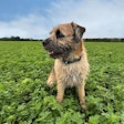 The company's new Alfalfa Protein Concentrate (APC) was developed specifically for pet food applications.