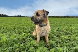 The company's new Alfalfa Protein Concentrate (APC) was developed specifically for pet food applications.