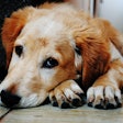 Sad Dog Pexels Pixabay com