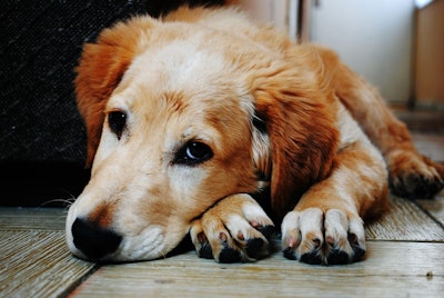 Sad Dog Pexels Pixabay com