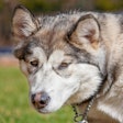 This first-of-its-kind study found that feeding dogs food from The Farmer’s Dog can impact metabolic health and support healthier aging in dogs.