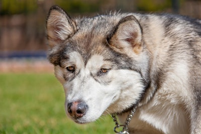 This first-of-its-kind study found that feeding dogs food from The Farmer’s Dog can impact metabolic health and support healthier aging in dogs.