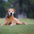 This first-of-its-kind study found that feeding dogs food from The Farmer’s Dog can impact metabolic health and support healthier aging in dogs.