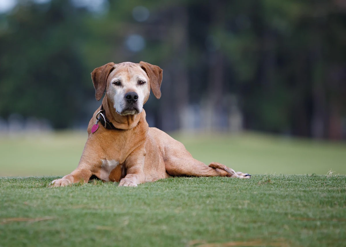 Study: Fresh dog food supports healthier aging in seniors