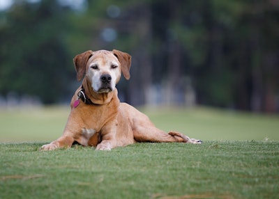 This first-of-its-kind study found that feeding dogs food from The Farmer’s Dog can impact metabolic health and support healthier aging in dogs.
