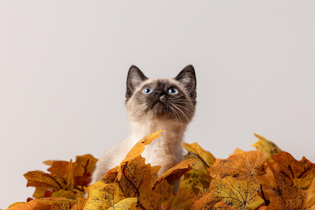 Siamese Cat In Leaves Furry Portraits Pixabay com