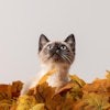 Siamese Cat In Leaves Furry Portraits Pixabay com