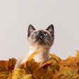 Siamese Cat In Leaves Furry Portraits Pixabay com
