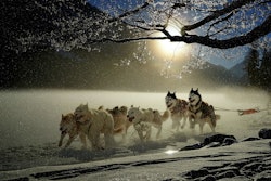 In the recent podcast, Robert Downey with Annamaet noted pet humanization has transformed manufacturing standards, the challenges facing the supplement market, and gaps in veterinary nutrition education.