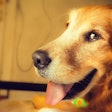 Smiling Dog Tourque Pixabay