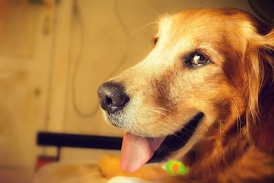 Smiling Dog Tourque Pixabay