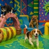 1990s Kids' Tv Game Show Involving Slime And Silly Gross Scatalogical Obstacle Courses Instead Of Children, Realistic Happy Dogs And Cats Play The Games