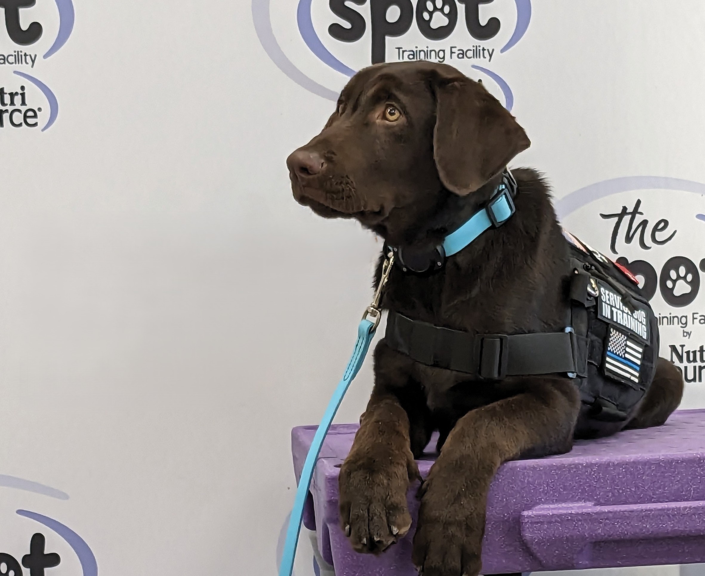 KLN Family Partners works with multiple organizations and has even launched its own, The Spot, to make a difference for both pets and people. Pictured is Luka, a rescue from a local Minnesota humane society.