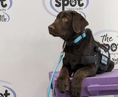 KLN Family Partners works with multiple organizations and has even launched its own, The Spot, to make a difference for both pets and people. Pictured is Luka, a rescue from a local Minnesota humane society.