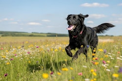 Ai Generated Mr Washingt0n Pixabay