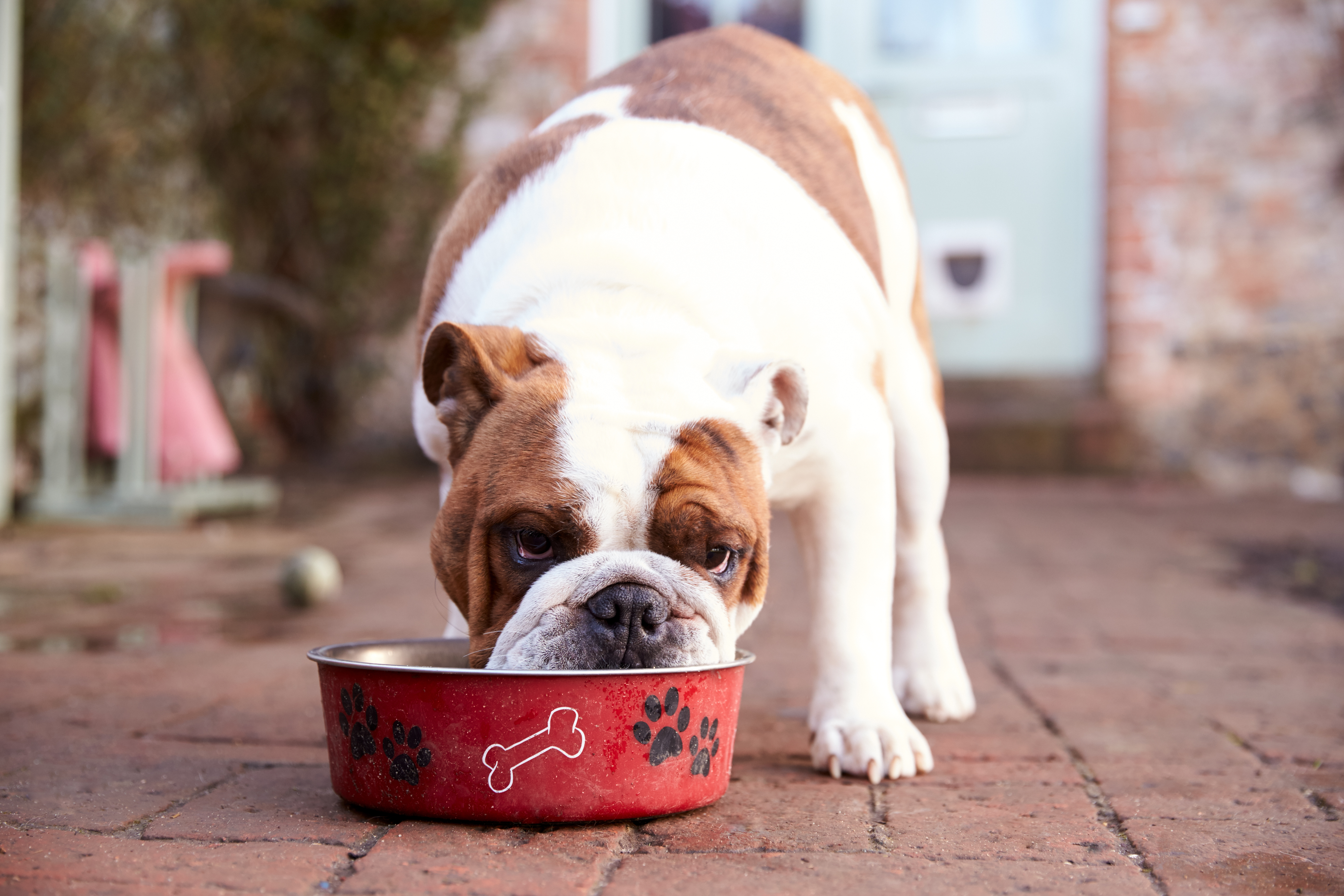 Bigstock British Bull Dog Eating