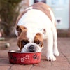 Bigstock British Bull Dog Eating