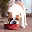 Bigstock British Bull Dog Eating