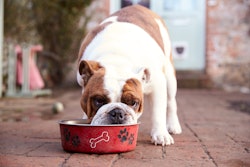 Bigstock British Bull Dog Eating