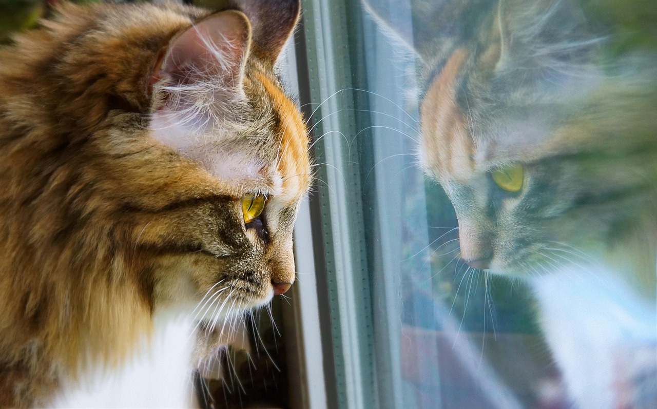 Cat Looking Through Window With Reflection Pixabay