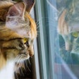 Cat Looking Through Window With Reflection Pixabay