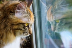 Cat Looking Through Window With Reflection Pixabay