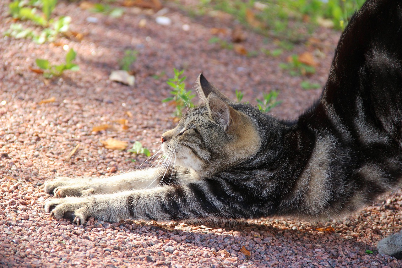 Cat Stretch Svetlana Gbzowa Pixabay