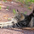 Cat Stretch Svetlana Gbzowa Pixabay
