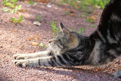 Cat Stretch Svetlana Gbzowa Pixabay