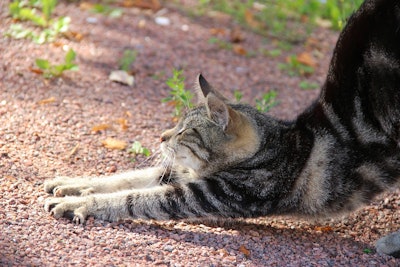 Cat Stretch Svetlana Gbzowa Pixabay