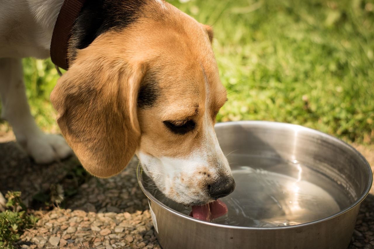 Dog Drinking Water Pixabay
