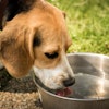 Dog Drinking Water Pixabay