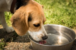 Dog Drinking Water Pixabay