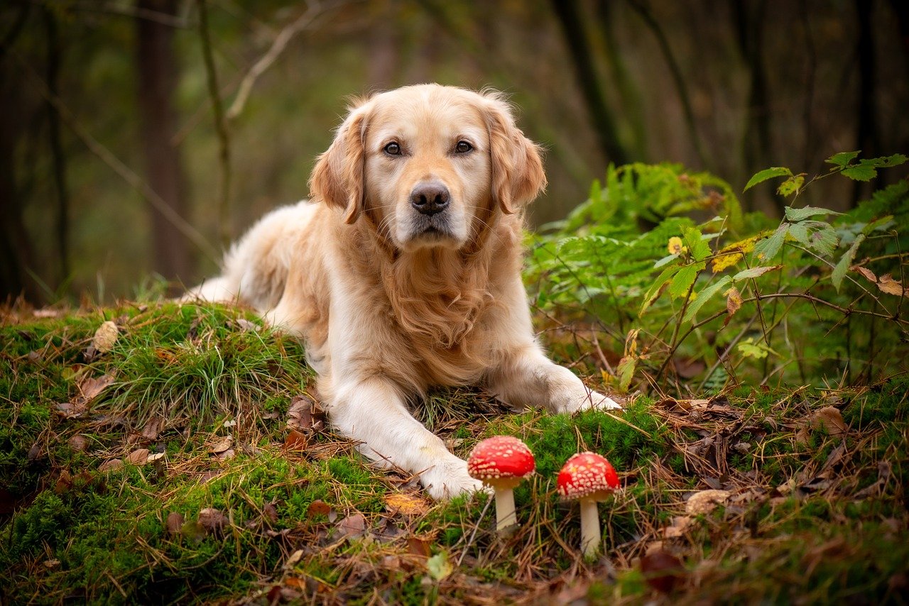 Golden Retriever With Mushrooms Zachteven Pixabay