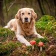 Golden Retriever With Mushrooms Zachteven Pixabay