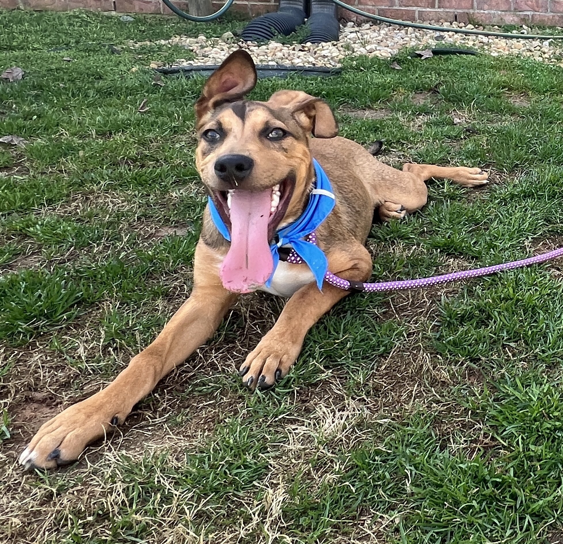 As part of its announcement, PEDIGREE Foundation, in partnership with Maddie&rsquo;s Fund, awarded $100,000 in the first-ever Foster 50 Challenge Grants to strengthen foster programs nationwide.