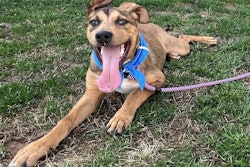 As part of its announcement, PEDIGREE Foundation, in partnership with Maddie’s Fund, awarded $100,000 in the first-ever Foster 50 Challenge Grants to strengthen foster programs nationwide.