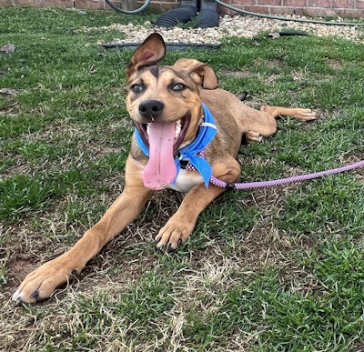 As part of its announcement, PEDIGREE Foundation, in partnership with Maddie’s Fund, awarded $100,000 in the first-ever Foster 50 Challenge Grants to strengthen foster programs nationwide.