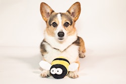 Best in Show, which inspired the creation of the National Dog Show presented by Purina, turns 25 this year. To mark the occasion, Purina is giving fans a chance to win their own Busy Bee toy and the Best in Show digital movie